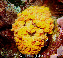 There is not many hard corals in the Galapagos, so make t... by Karl Hodgkins 